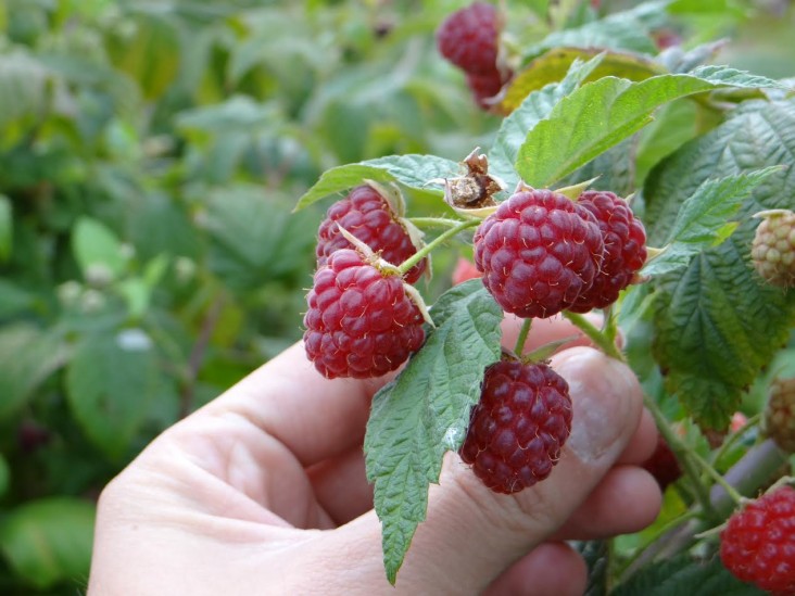 Kosovo’s raspberry sector is rapidly expanding, bringing jobs and increasing exports 