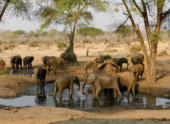 Elephants in the Okavango Delta