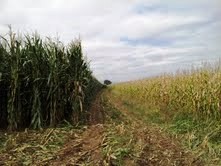 feed corn grown with drip irrigation