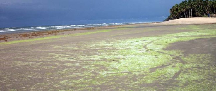 Severe marine algae and seaweed have been inundating the areas near the western border of Ghana for over a decade, restricting t