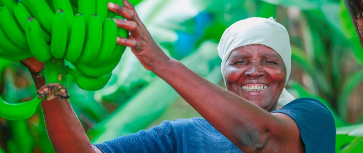 Thanks to the introduction of good agricultural practices, high-quality seedlings and contract farming, Selina Tsanga can pay fo