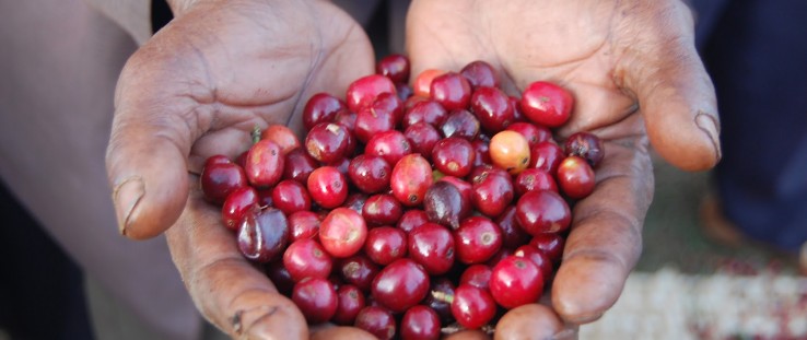 Ripe red Yirgacheffe coffee berries