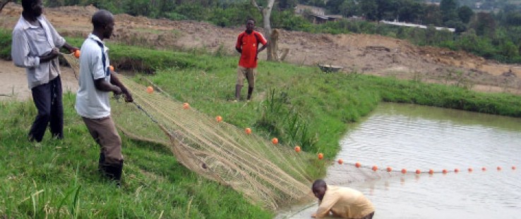 Ugandan fish farmers harvest carp from an aquaculture pond.