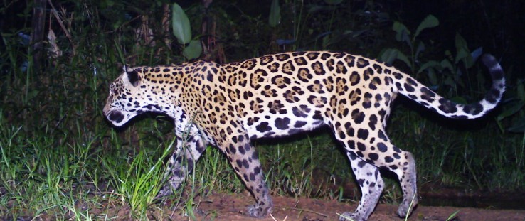 jaguar