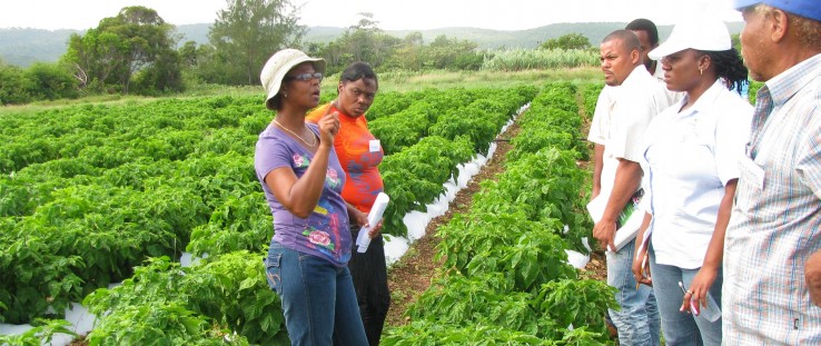 Farmer Cheryl Binns discusses her farming methods with other farmers and representatives from the Government of Jamaica.