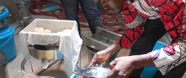 Tofu curds are placed into a form at the Savanna Agricultural Research Institute.