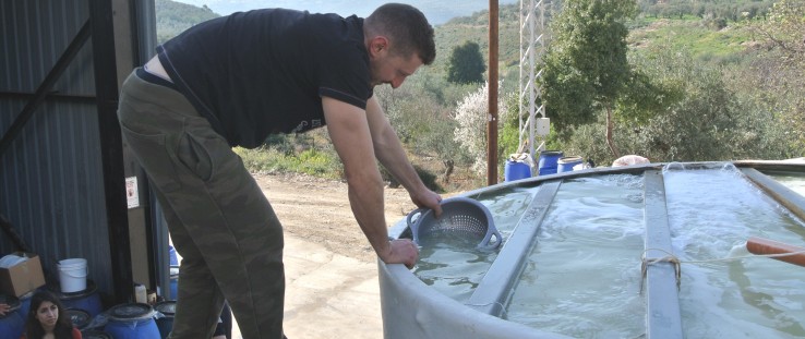 Nowadays, Msallem employees have to check just a handful of large pickling tanks instead of thousands of small barrels.