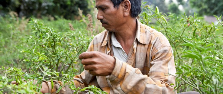 Ram Prasad Chaudhary carefully selects and picks chili in his field.