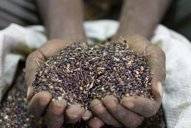 Elephant Grass Seeds