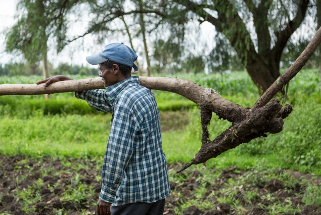 A man carries a plow to the field.