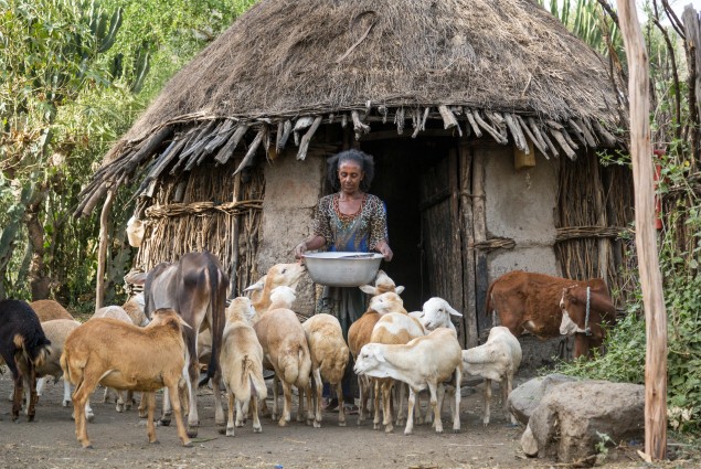 Diversified income. Thanks to USAID, Tumay Ashebir and his wife Alem Tekle and their family are engaged in everything from sheep rearing and fattening to producing vegetables, grains, and honey. They even run a small transportation business with their mule cart. Their assets, which now include 21 sheep, 10 cattle, a cart, beehives, and a year's worth of food in storage, continue to grow.