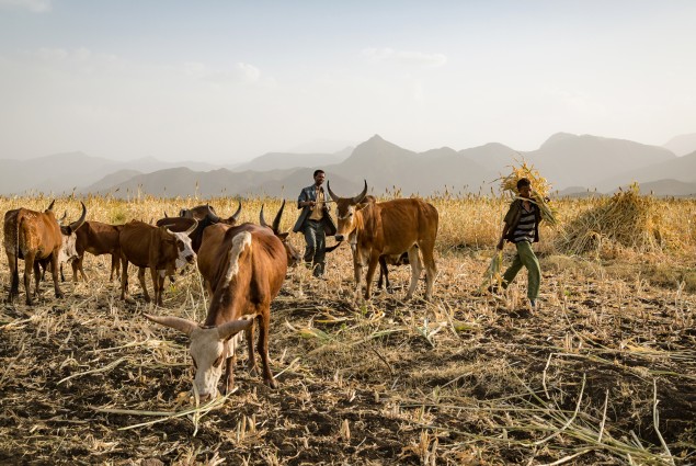 Diversified income. Thanks to USAID, Tumay Ashebir (center) and his wife Alem Tekle and their family are engaged in everything from sheep rearing and fattening to producing vegetables, grains, and honey. They even run a small transportation business with their mule cart. Their assets, which now include 21 sheep, 10 cattle, a cart, beehives, and a year's worth of food in storage, continue to grow.