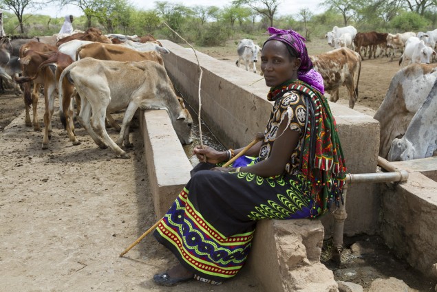 Livestock get a Drink in Dhas