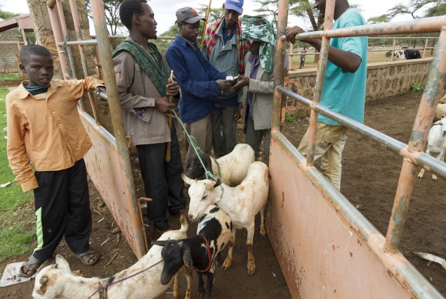 Haro Bake Livestock Market