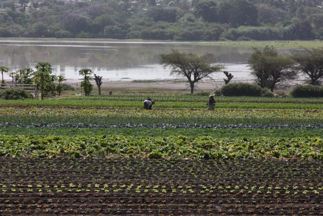 Fields and Water