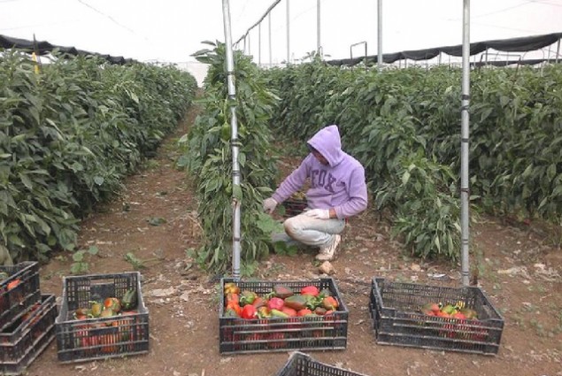 Already, small-scale Palestinian farmers are increasing shipments of fresh vegetables to Eastern Europe and Russia.