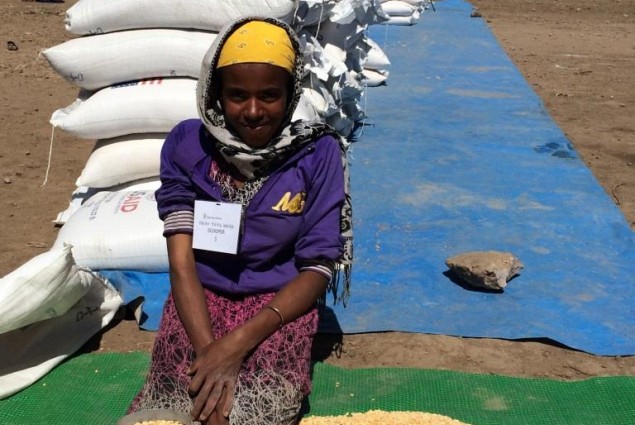 A worker divides out portions according to family size at the Estayesh food distribution site in Denkena Kebele, Meket Woreda in Amhara. USAID’s Joint Emergency Operation, a Catholic Relief Services-led consortium, Save the Children and Food for the Hungry/Ethiopia are providing emergency assistance to more than 26,000 people in Meket Woreda.