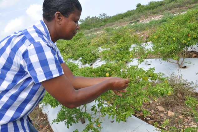 Regional Environmental Advisor Visit to Jamaica