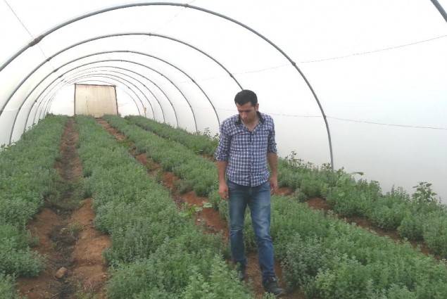 A USAID agronomist checks on the plants. “We applied the new magnetic water technology to plots of oregano and tarragon with the