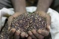 Elephant Grass Seeds