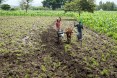 USAID beneficiaries Hebisu Kabeto and his wife Adanech Abziger plow their field together.