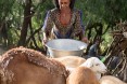 Diversified income. Thanks to USAID, Tumay Ashebir and his wife Alem Tekle and their family are engaged in everything from sheep rearing and fattening to producing vegetables, grains, and honey. They even run a small transportation business with their mule cart. Their assets, which now include 21 sheep, 10 cattle, a cart, beehives, and a year's worth of food in storage, continue to grow.