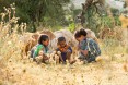 Diversified income. Thanks to USAID, Tumay Asebir and his wife Alem Tekle and their family (three of his children are shown here) are engaged in everything from sheep rearing and fattening to producing vegetables, grains, and honey. They even run a small transportation business with their mule cart. Their assets, which now include 21 sheep, 10 cattle, a cart, beehives, and a year's worth of food in storage, continue to grow.