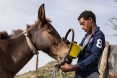 Diversified income. Thanks to USAID, Tumay Ashebir and his wife Alem Tekle and their family (his second oldest son is shown here preparing the mule to pull the cart) are engaged in everything from sheep rearing and fattening to producing vegetables, grains, and honey. They also have a garden and run a small transportation business with their mule cart. Their assets, which now include 21 sheep, 10 cattle, a cart, beehives, and a year's worth of food in storage, continue to grow.