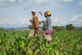 Creating a bright future. Of the 27 million people in Ethiopia living in chronic poverty and food insecurity, the majority are women. USAID has provided many rural women, including Danchile Kayamo (shown here with her husband Negussie Edao on their way to work in their garden of red peppers), with the tools and skills they need to support themselves and their families.