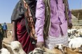 Livestock Traders Sofia Mohamed and Abdi Gursum