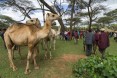 Camel Traders