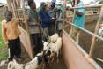 Haro Bake Livestock Market