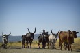 Livestock on the Way to Market