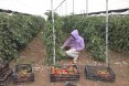 Already, small-scale Palestinian farmers are increasing shipments of fresh vegetables to Eastern Europe and Russia.