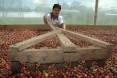 Drying Cocoa