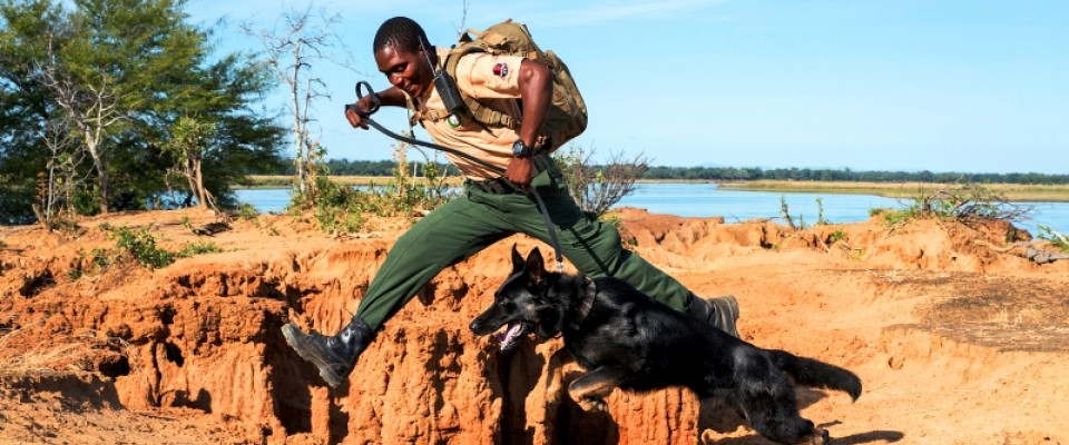 Canine unit helps combat wildlife trafficking in the Lower Zambezi