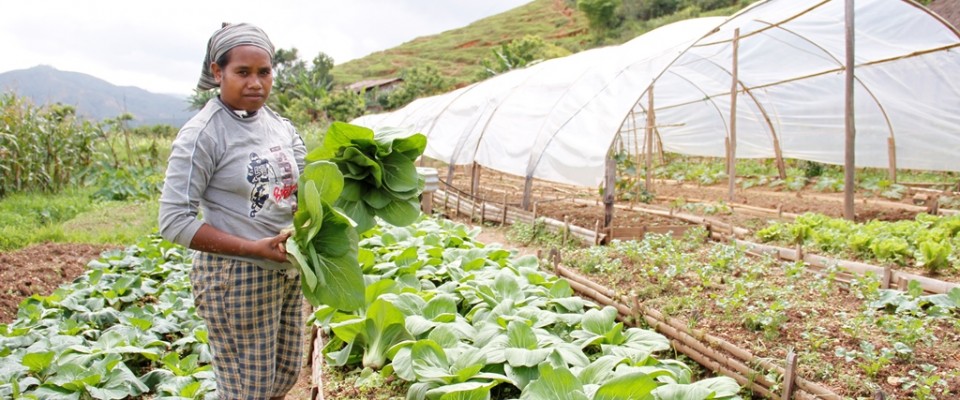 Timor-Leste Farmer