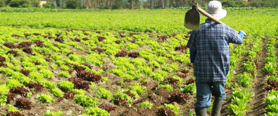 Farmer walking through field 