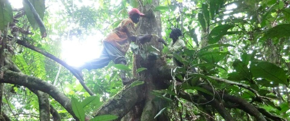 Two men measure the outside a tree trunk