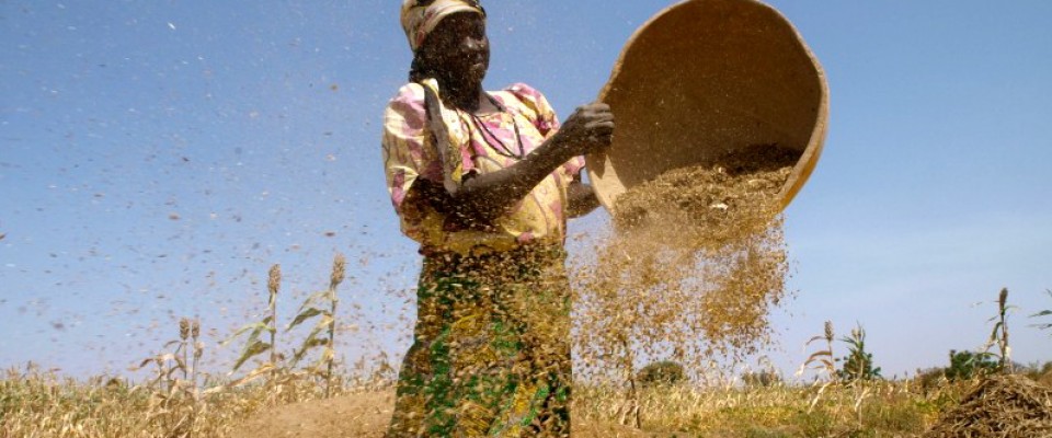 USAID helps train sorghum farmers in Kano techniques that will improve their yields