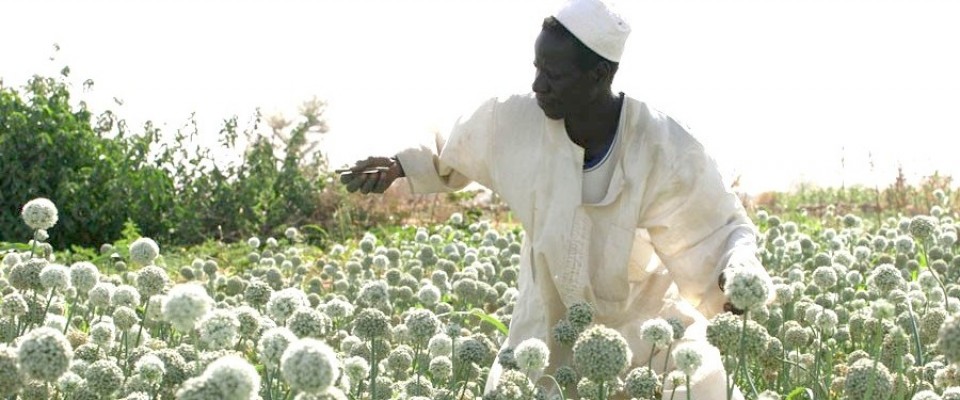 sudan cropsharing