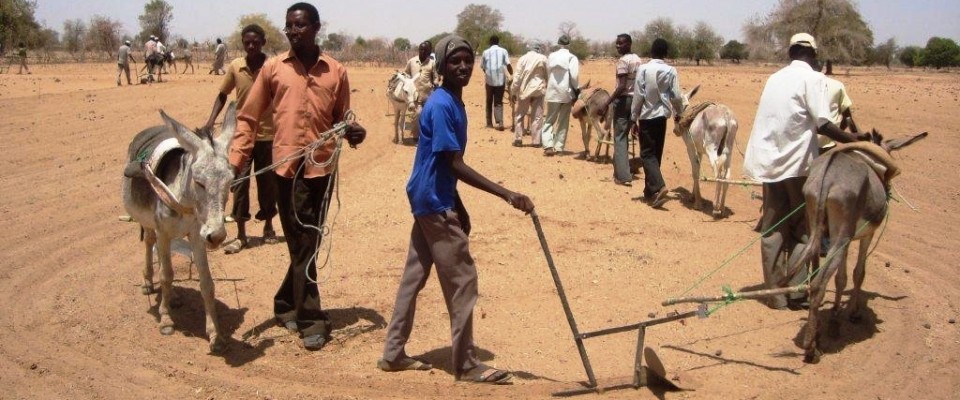 Sudan farmers