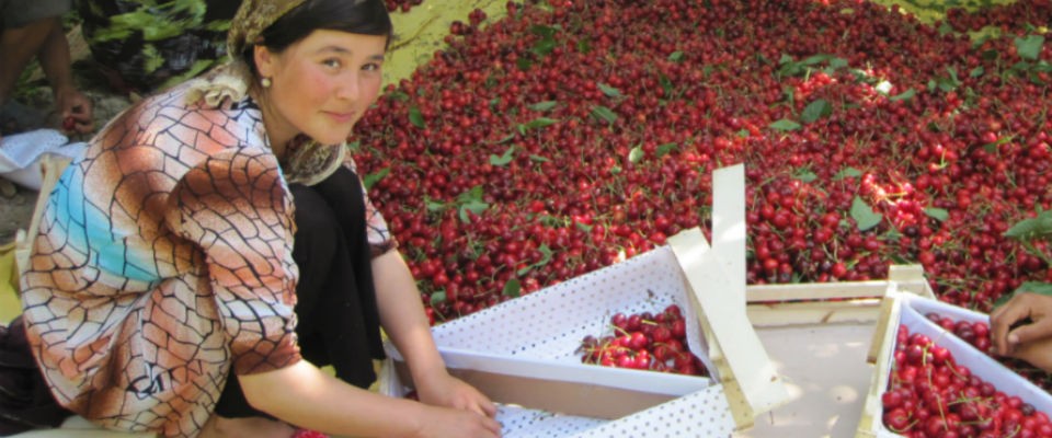 USAID agricultural program in Namangan Province 