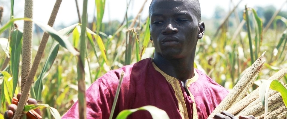 Oumar Niasse with samples of different varieties of millet