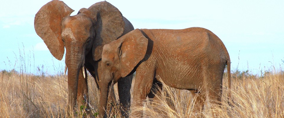 Elephants of Ruaha