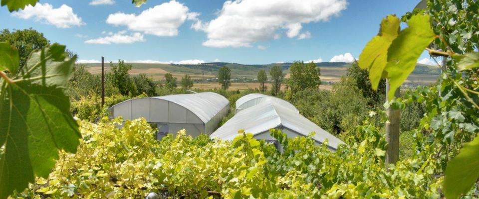 Greenhouses provide new opportunities for farmers along the Administrative Boundary Line with South Ossetia