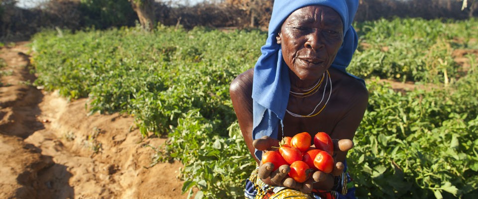 Beneficiaries’ yields improved following FAO trainings in southern Namibia. 