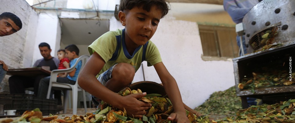 Investing in the Future One Crop at a Time. Credit: Alaa Badarneh  