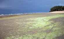 Severe marine algae and seaweed have been inundating the areas near the western border of Ghana for over a decade, restricting t