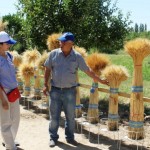 Farmers at a demonstration plot in Kostanay